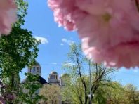 Один з районів Києва готує свою місцеву виставку квітів