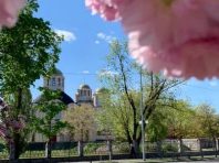У мережі показали казкову алею квітучих дерев у Києві [Фото]