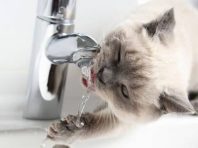 На трьох вулицях Києва зникла вода