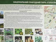 У Києві в Голосіївському заповіднику браконьєри влаштовують засідки