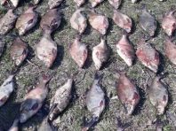 На Київщині два браконьєри наловили риби на кримінальну статтю