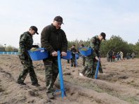 До річниці катастрофи на ЧАЕС Лукашенко висадив сосни у парку “Прип’ятський”