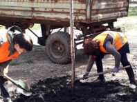 У Києві масово висаджують платани