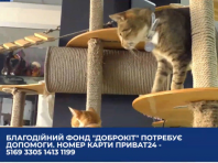 Благодійний фонд “Доброкіт” потребує допомоги: подробиці “Прямого”