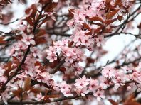 Сонячно та тепло: прогноз погоди на 28 квітня