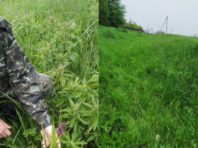 На Київщині знайшли рідкісну орхідею