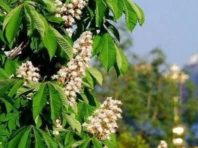 Київський Палац дітей та юнацтва підготував програму до Дня Києва