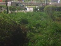 У Києві спіймали нічного крадія кущів