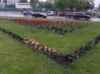 Вандали знищили квіти у трьох районах Києва [Фото]