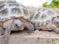 Київський зоопарк привітав своїх доісторичних мешканців