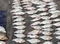 У Голосіївському районі браконьєр наловив риби на кримінальну статтю