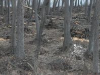 Дощ допоміг загасити пожежі на Київщині, але рятувальники залишаються в лісі