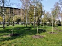 Солом’янський район столиці засаджують березами
