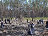 Через карантин у Києві скасували масову висадку дерев