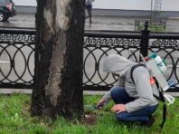 Київським каштанам зробили уколи від метеликів