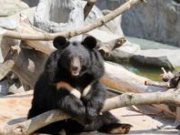 Ведмідь у Київському зоопарку шукав моркву в гамаку
