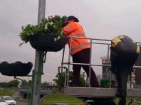 У Києві на Броварському проспекті висадили ампельні квіти