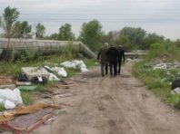 Керівник Деснянського району змушений звернутися до мешканців через сміттєву навалу