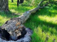Ураган у Києві повалив десятки дерев