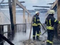 На Київщині майже 200 свиней врятували від передчасної смерті
