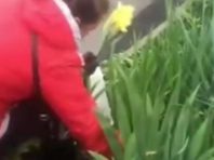 На Троєщині спіймали сором’язливу квіткову злодійку