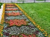 Клумби у столиці перетворили на живі вишиванки [Фото]