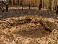 У мережі показали тварин, які дивом вижили під час пожеж у Чорнобилі
