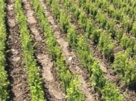 Сосни та ялини пробилися з-під землі у Києві
