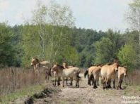 У Чорнобильській зоні народилося дитинча рідкісної тварини [Фото]