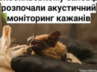 У Чорнобильському заповіднику записують голоси кажанів