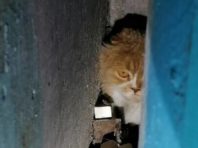 У столиці отруїли безпритульних котів