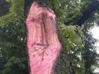 У Києві полікували покалічені дерева
