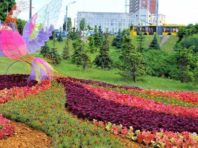 Казкового птаха помітили біля дороги у столиці  [Фото]
