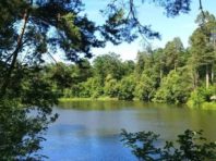 Зелений статус: скільки дерев потрібно Києву