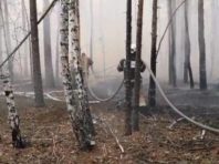 У Чорнобильській зоні сталася пожежа
