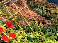 У Солом’янському районі облаштували «музичний» квітник  [Фото]