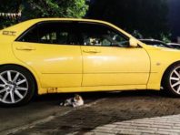 У Києві кішка жорстко помстилася за поїздку до ветеринара