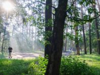 Голосіїв «холодніший» за Позняки: у Київзеленбуді назвали причину