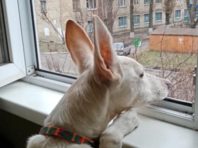 Київський пес претендує на незвичайний рекорд