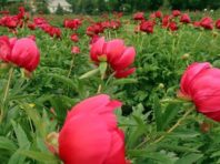 У ботсаду розквітло поле квітів, названих на честь міфічного лікаря [Фото]