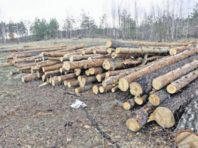 У Київраді займуться скандалом навколо знищення лісу і сон-трави