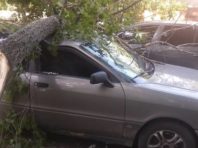 У Києві дерева привалили машини [Фото]