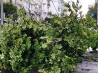 Через зливу у Києві попадали дерева