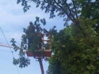 У столиці гілка зупинила рух травмаїв