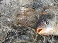 На Київщині браконьєри наловили карасів на кримінальну статтю