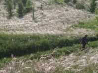 Балка під снігом: на Київщині виявили ковиловий рай