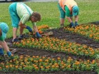 Біля станції метро «Лівобережна» висадили сонячну клумбу