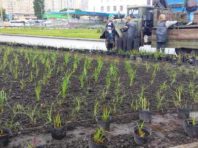 У Голосієві висадили химерні злаки [Фото]
