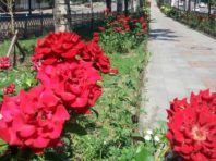 Трояндова алея розквітла у центрі Києва [Фото]