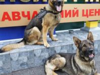 На Львівщині підготували собак для охорони Президента [Фото]